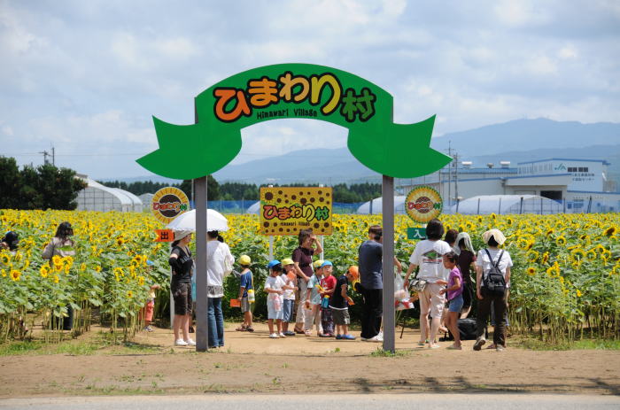 河北潟干拓地 ひまわり村 編