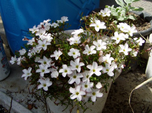ILUX