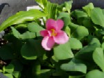 ILUX
