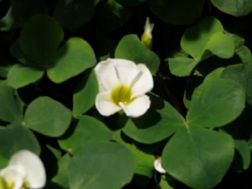 ILUX